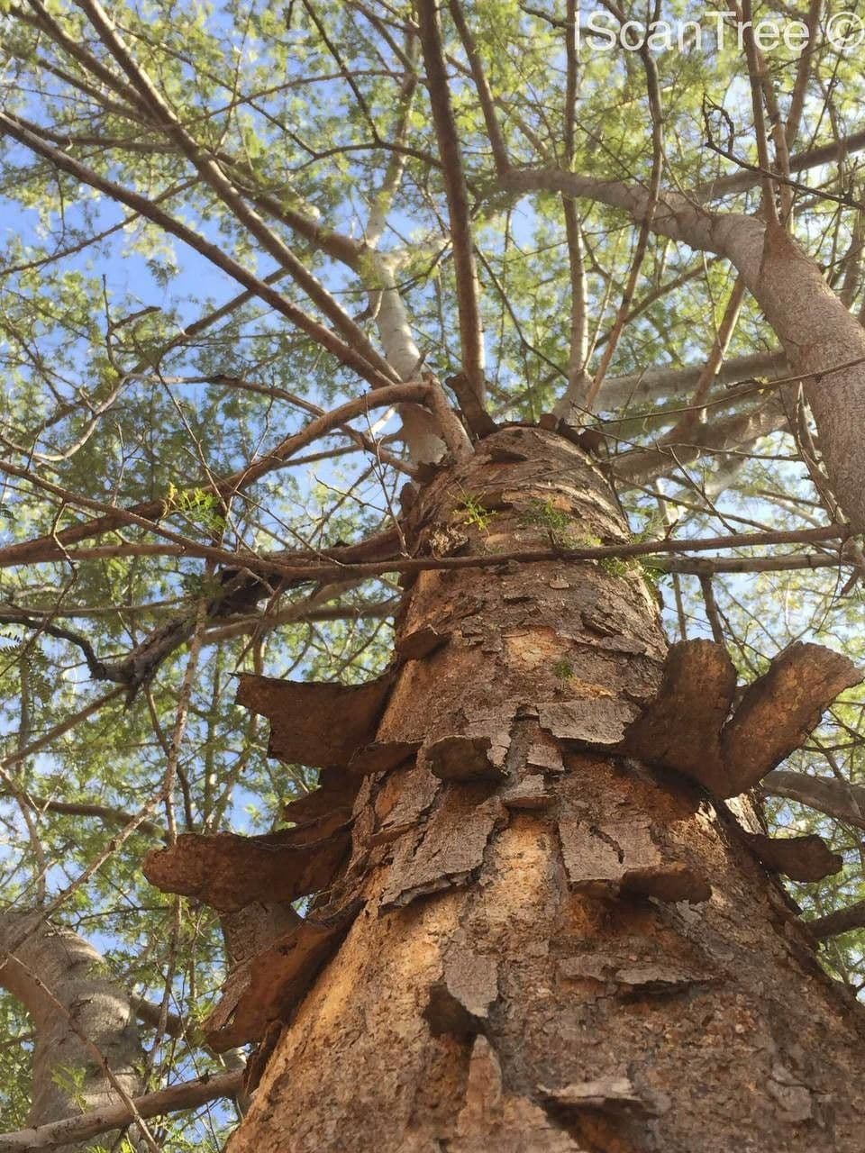 Albizia 6