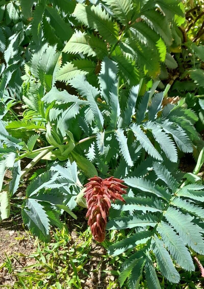 Melianthus maggiore 12