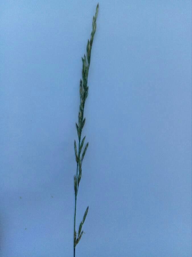 Festuca dei prati 6