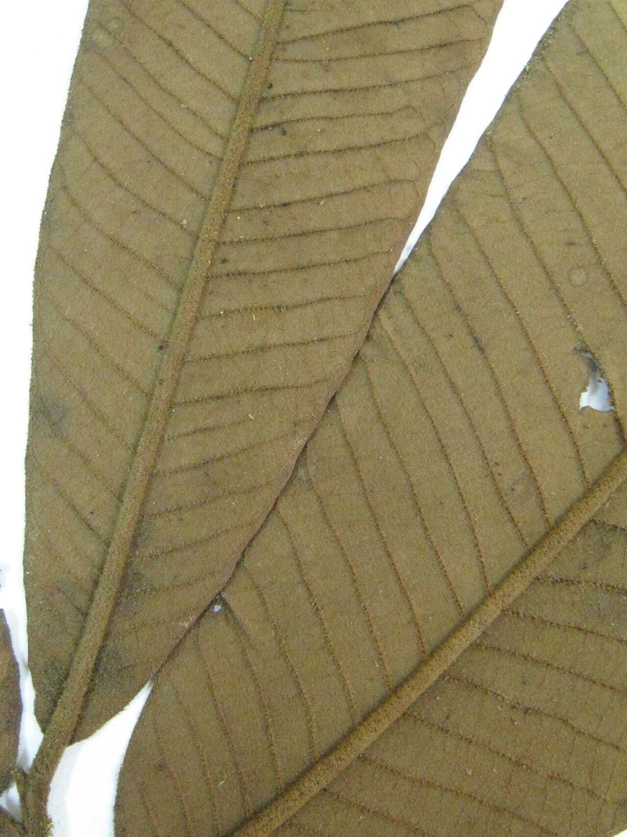 Virola 7