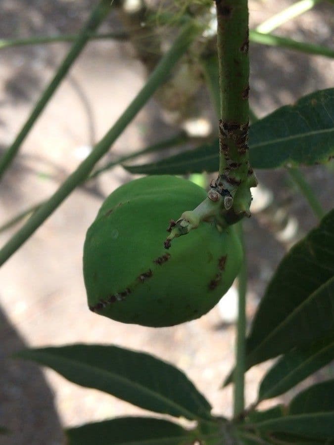 Pianta di corallo 4