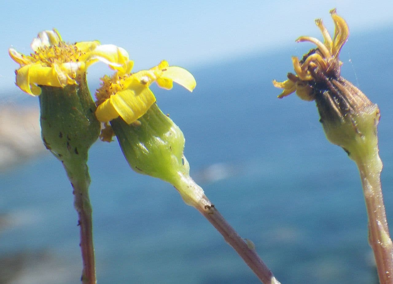 Senecio transitorio 3