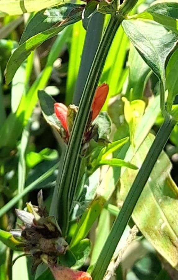 Dicliptera 8