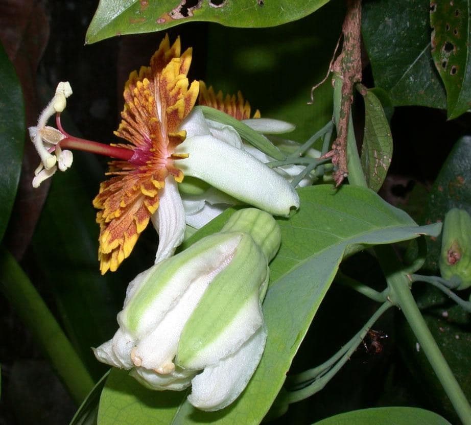 Passiflora 18
