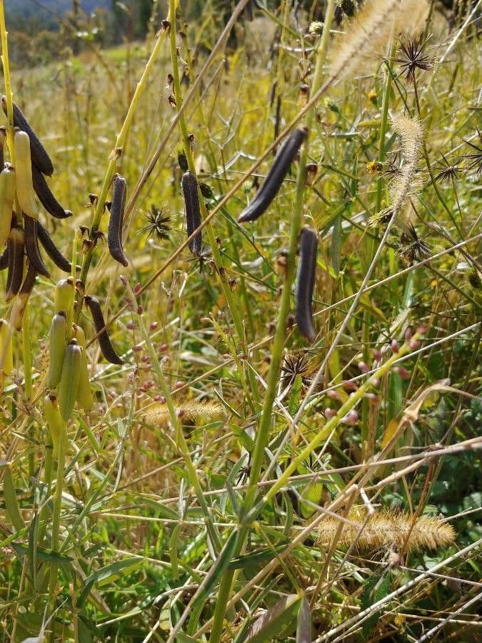 Crotalaria lanceolata 3