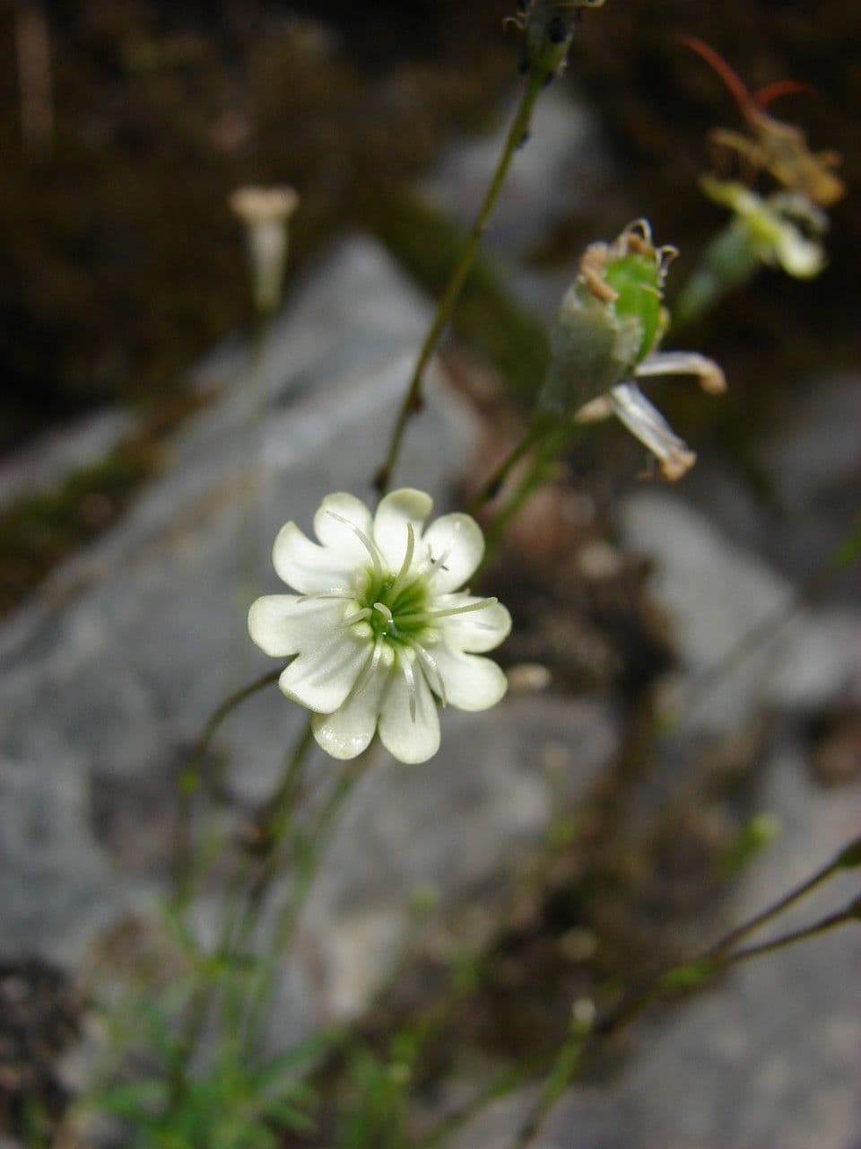Silene saxifraga 7