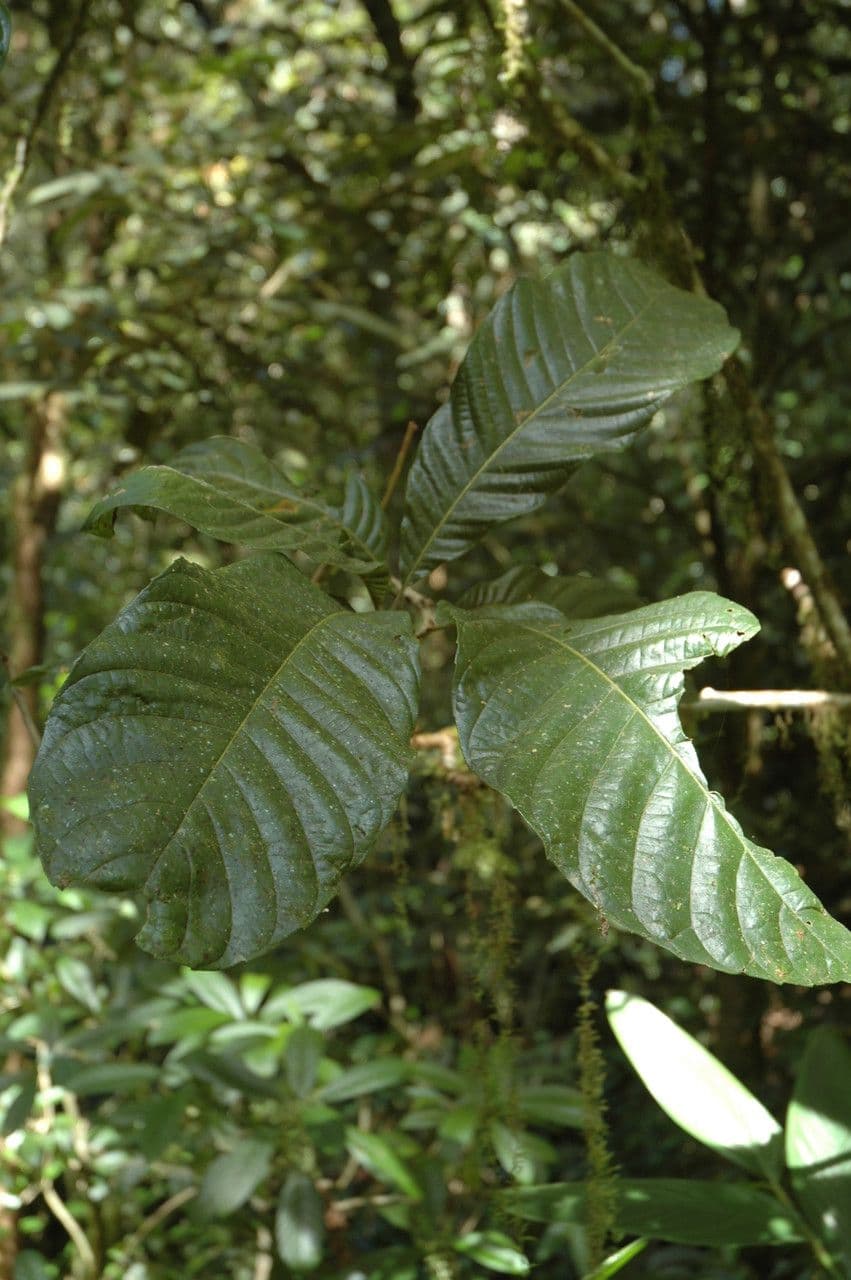 Meliosma