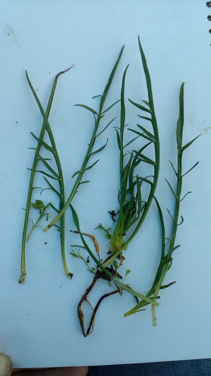 Säbel-Kratzdistel 14