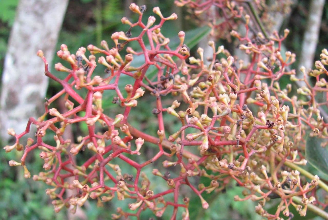Ocotea insulare 3