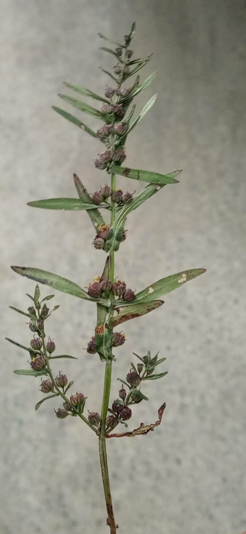 Ammannia baccheriforme 2