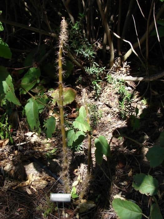 Cactus rosa 13