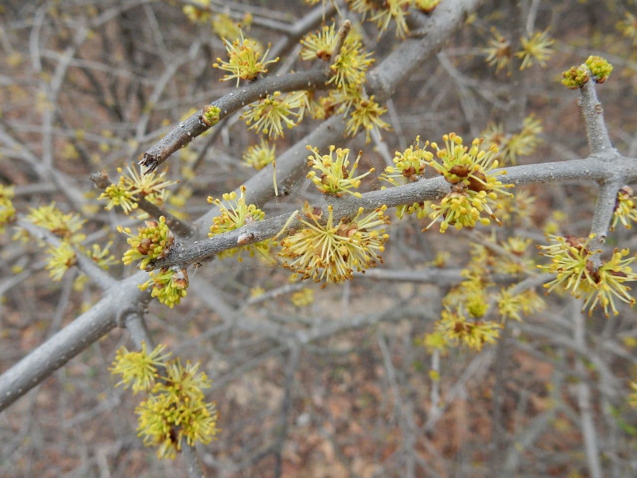 Forestiera 11