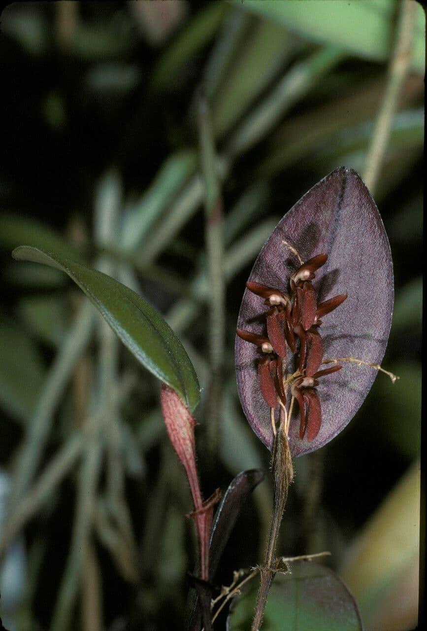 Trichosalpinx