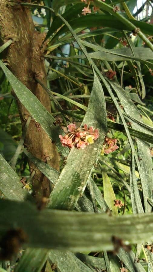 Foliage flower 5