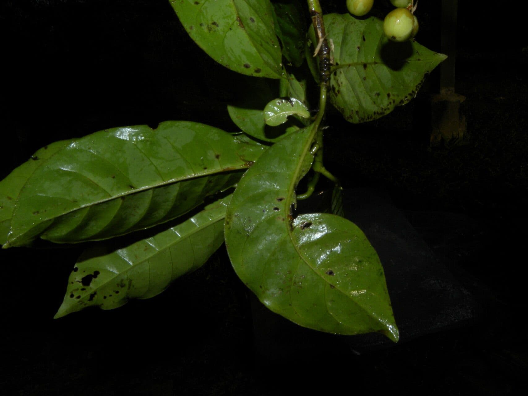 Chrysochlamys glauca 12