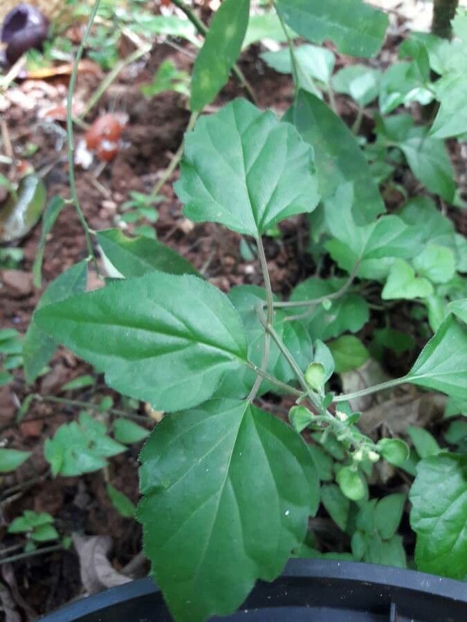 Scutellaria 9