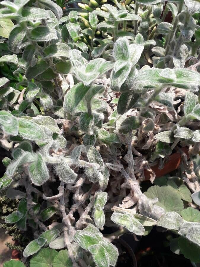 Tradescantia 14