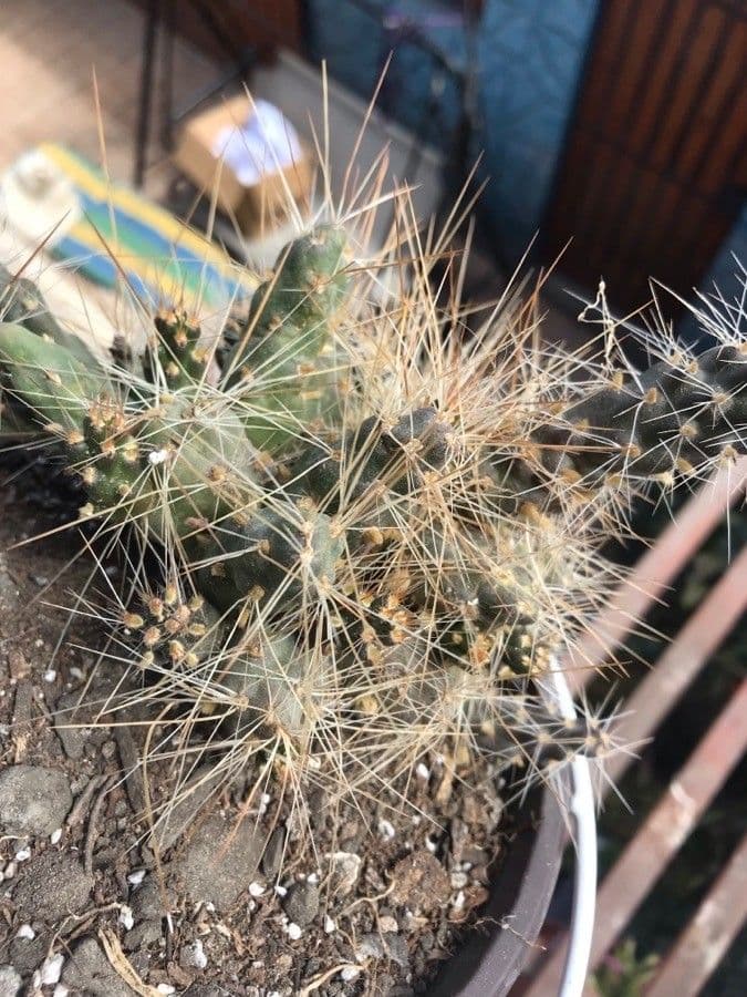Cumulopuntia boliviana 12