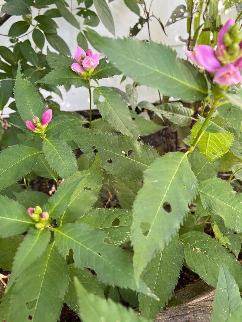 Chelone di Lyon 15