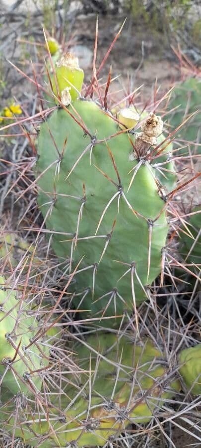 Prickly Pear 15