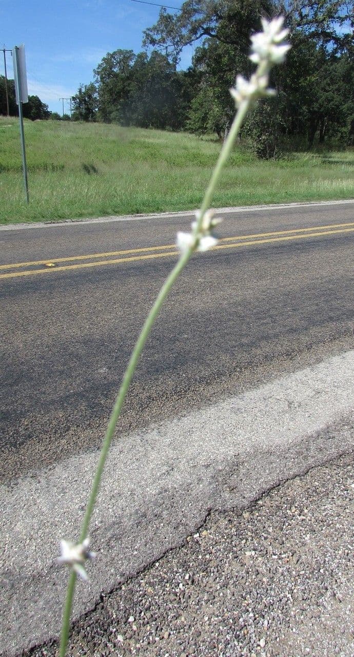 Froelichia floridská 2