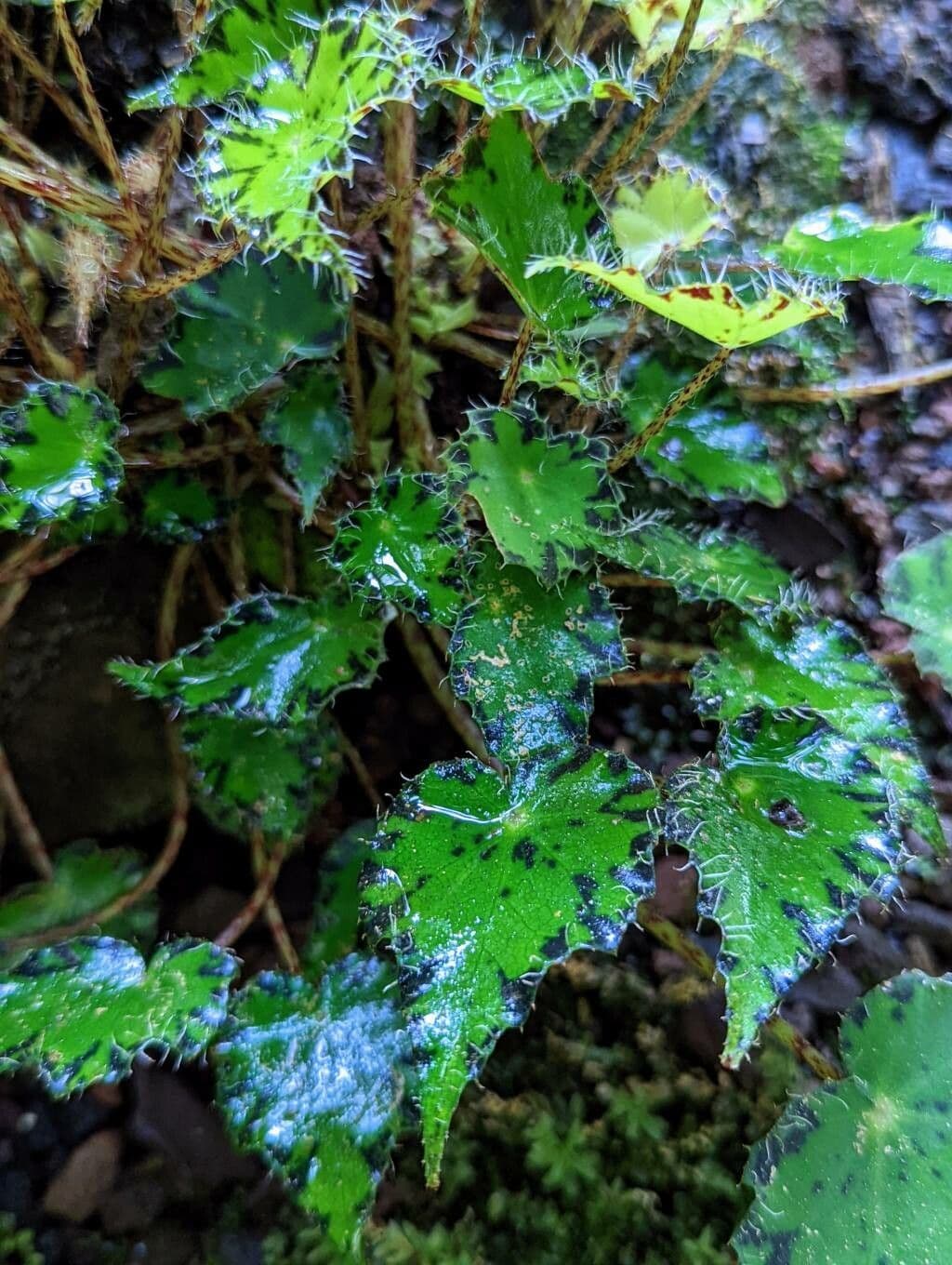 Begonia 14