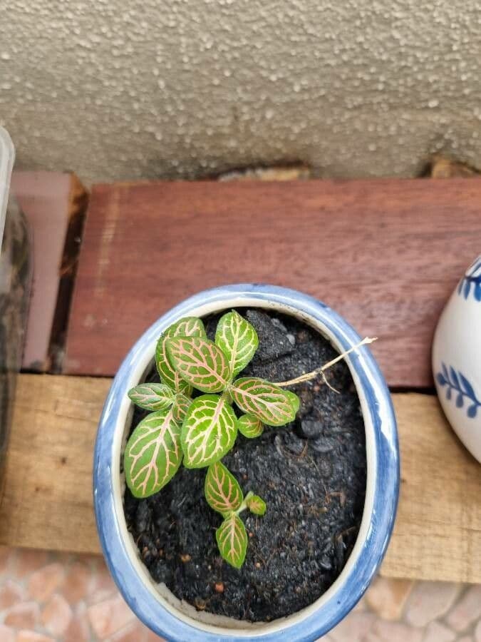 Fittonia 9