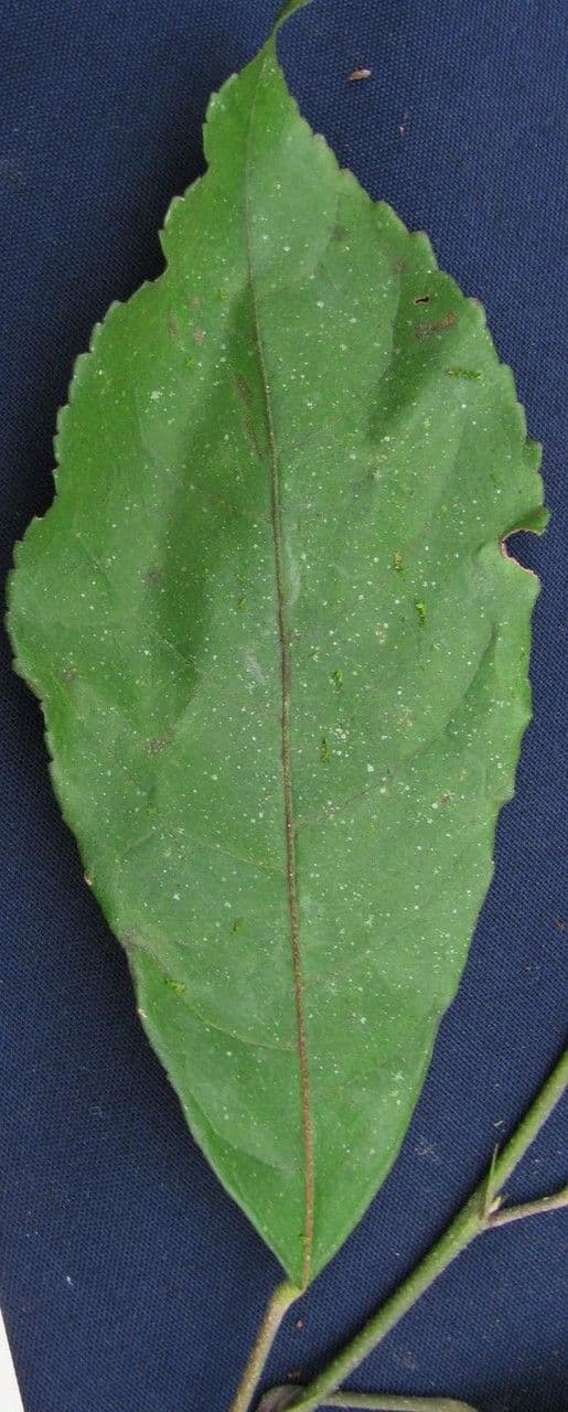 Pavonia arbustiva 13