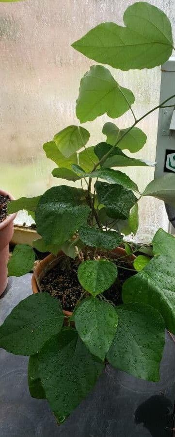 Pareira