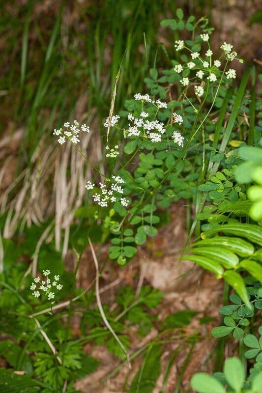 Physospermum della Cornovaglia 7