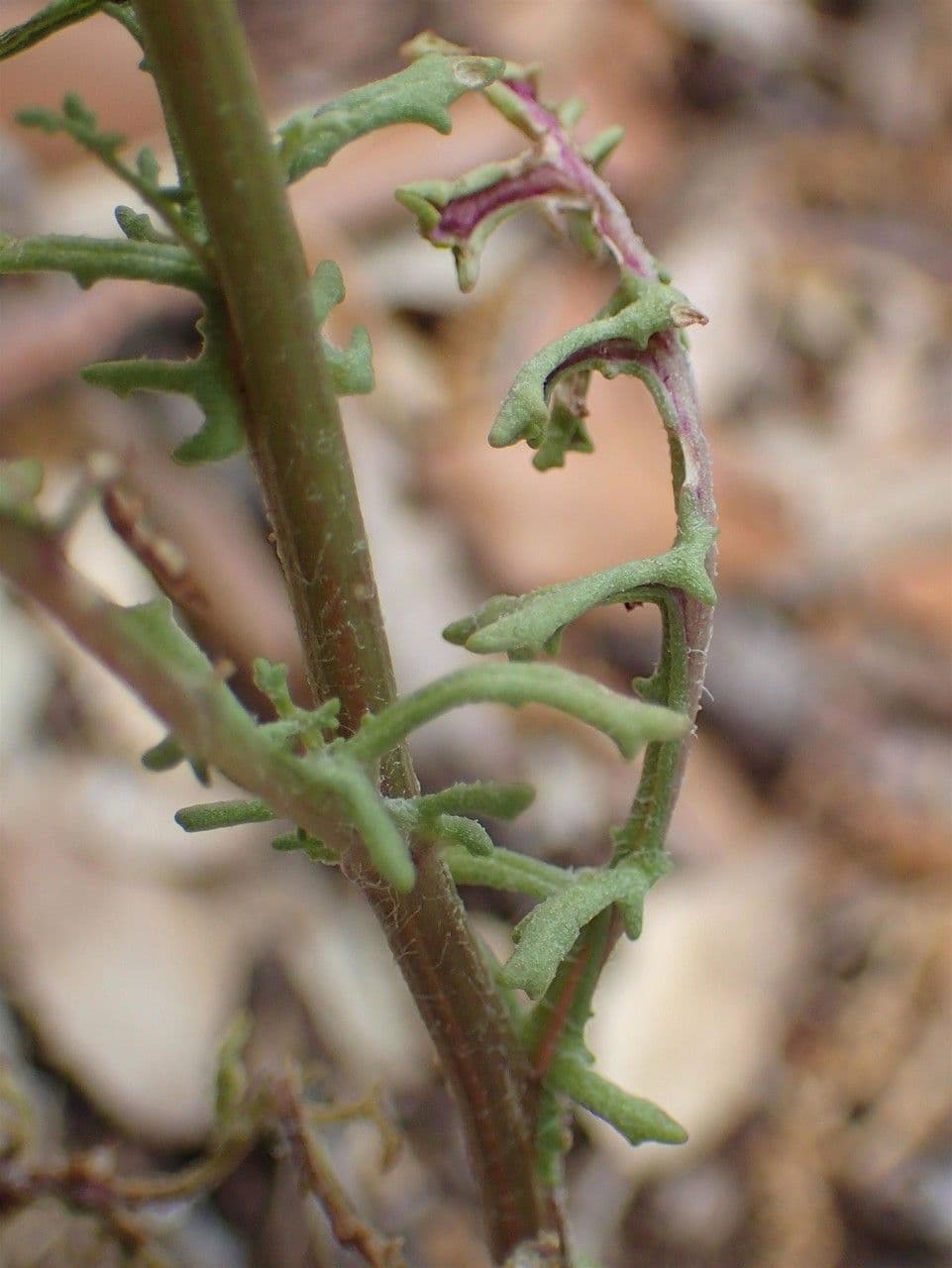 Senecio 20