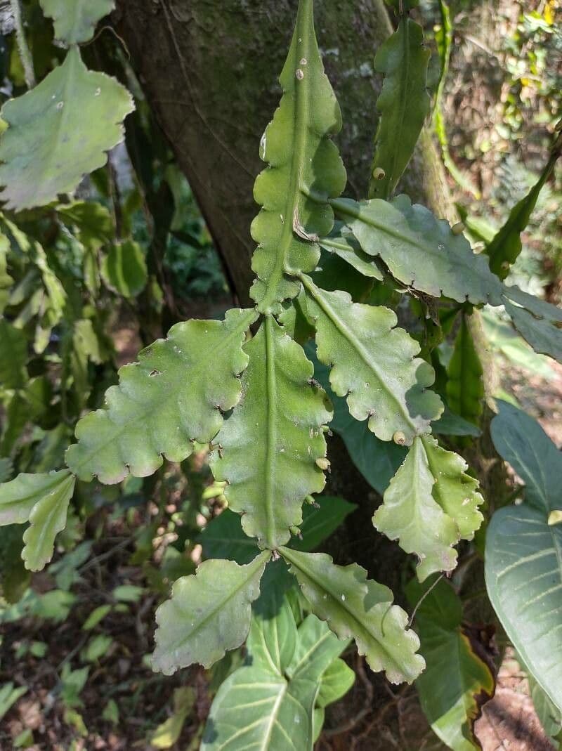 Cactus 5