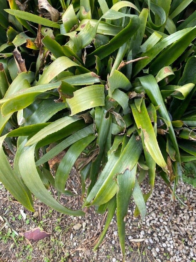 Billbergia pendula 12