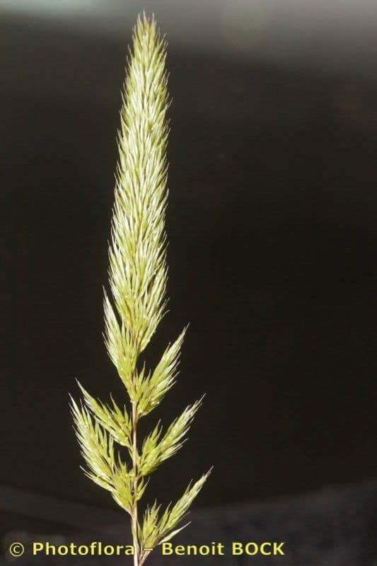 Nit grass 2