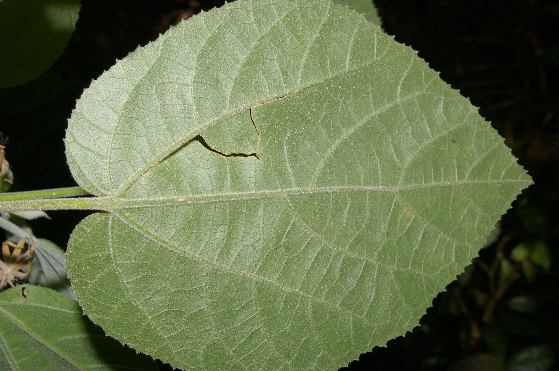 Malvaviscus 13