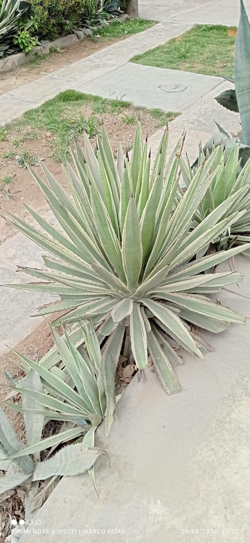 Garten-Sisal 23