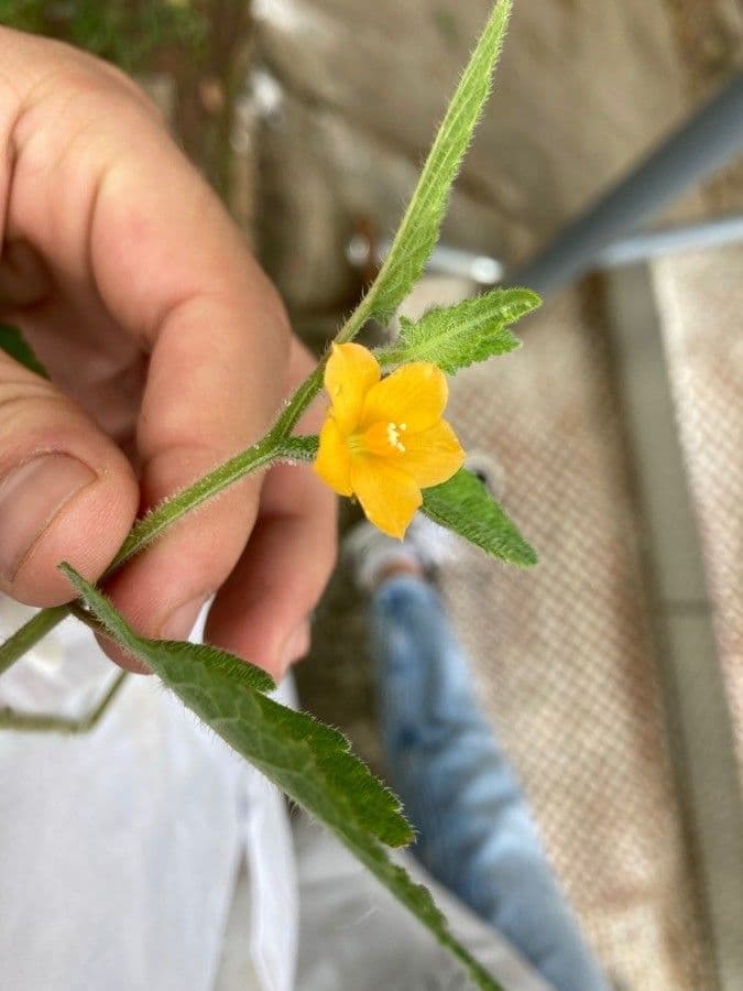 Mentzelia aspra