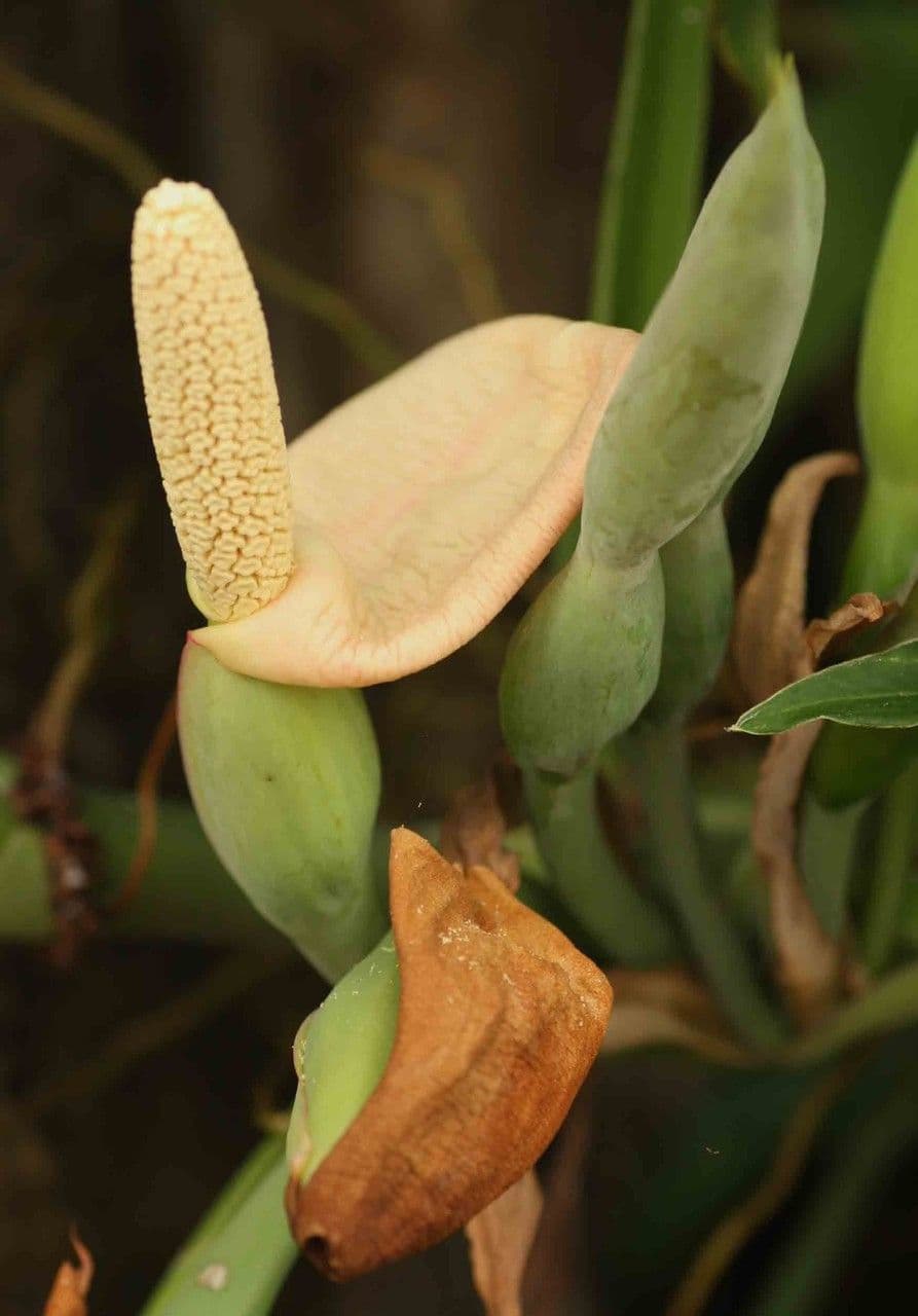 Syngonium 3