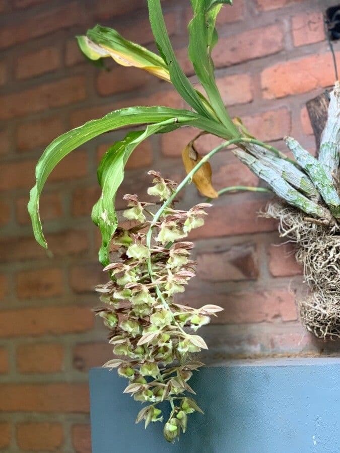Orchidea střapkatá 2