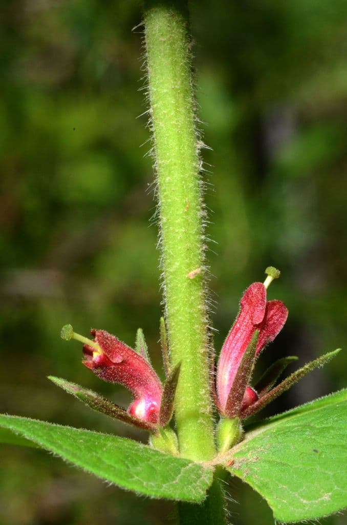 Triosteum perfoliatum 20