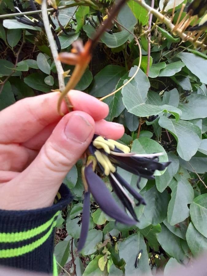 Kennedia nera