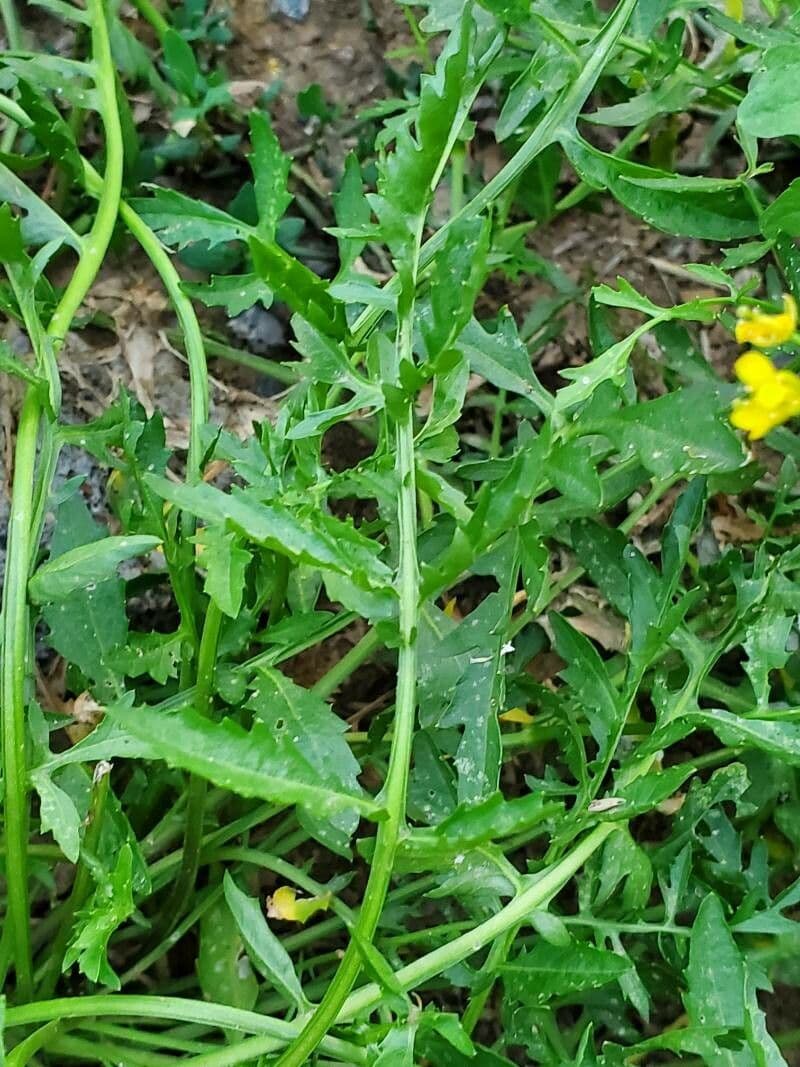 Rorippa anfibia 18
