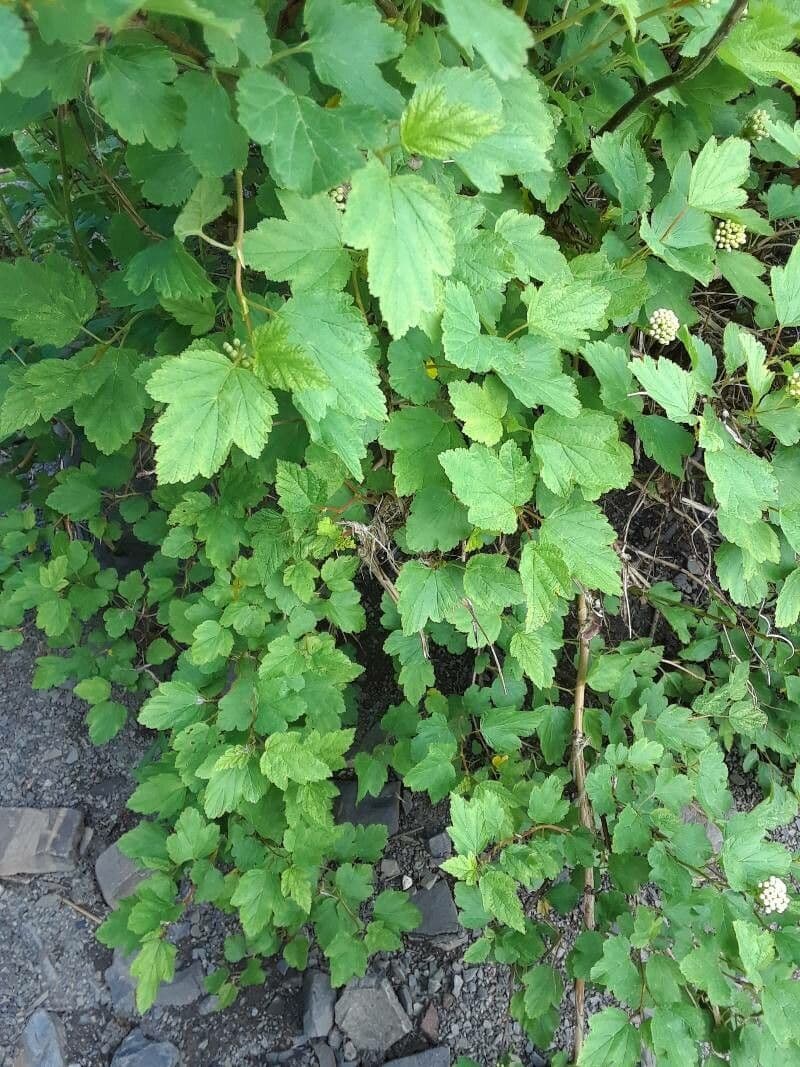 Physocarpus capitatus 20