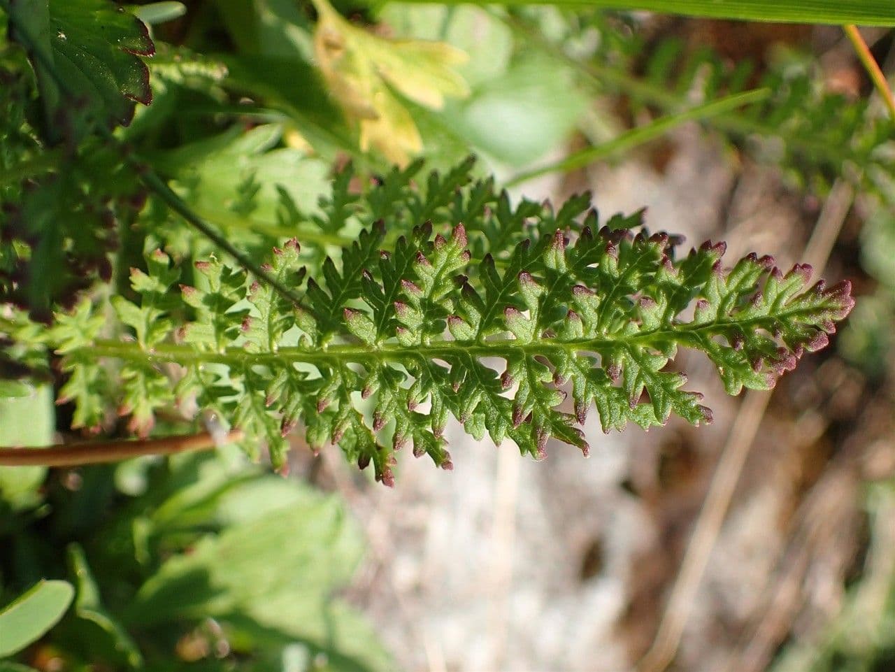 Pedicularis tuberosa 20