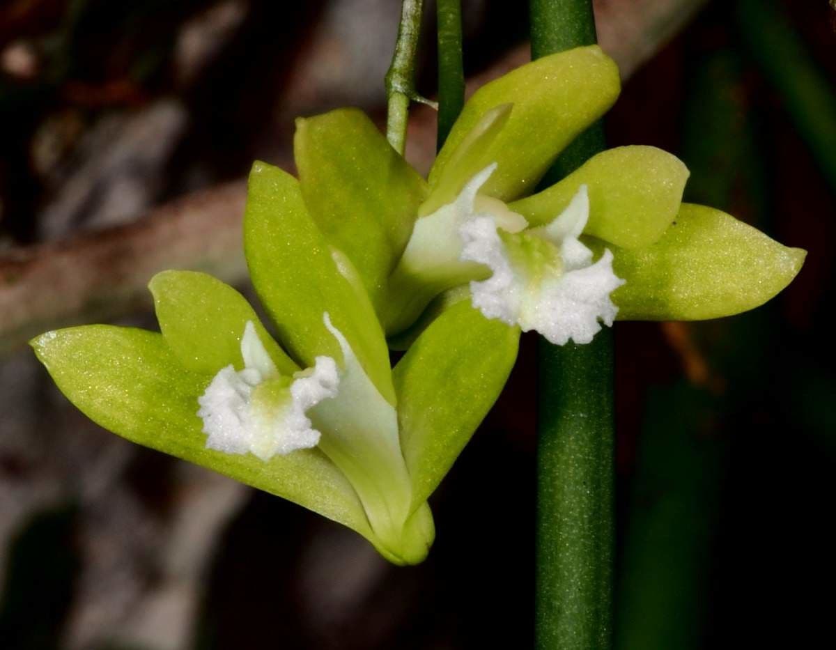 Native dendrobium 2