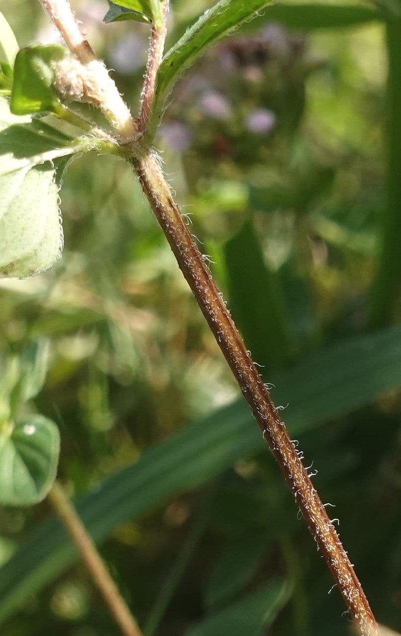 Oregano 24