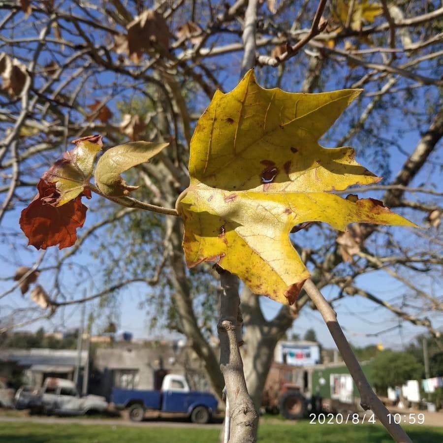 Sterculia 17