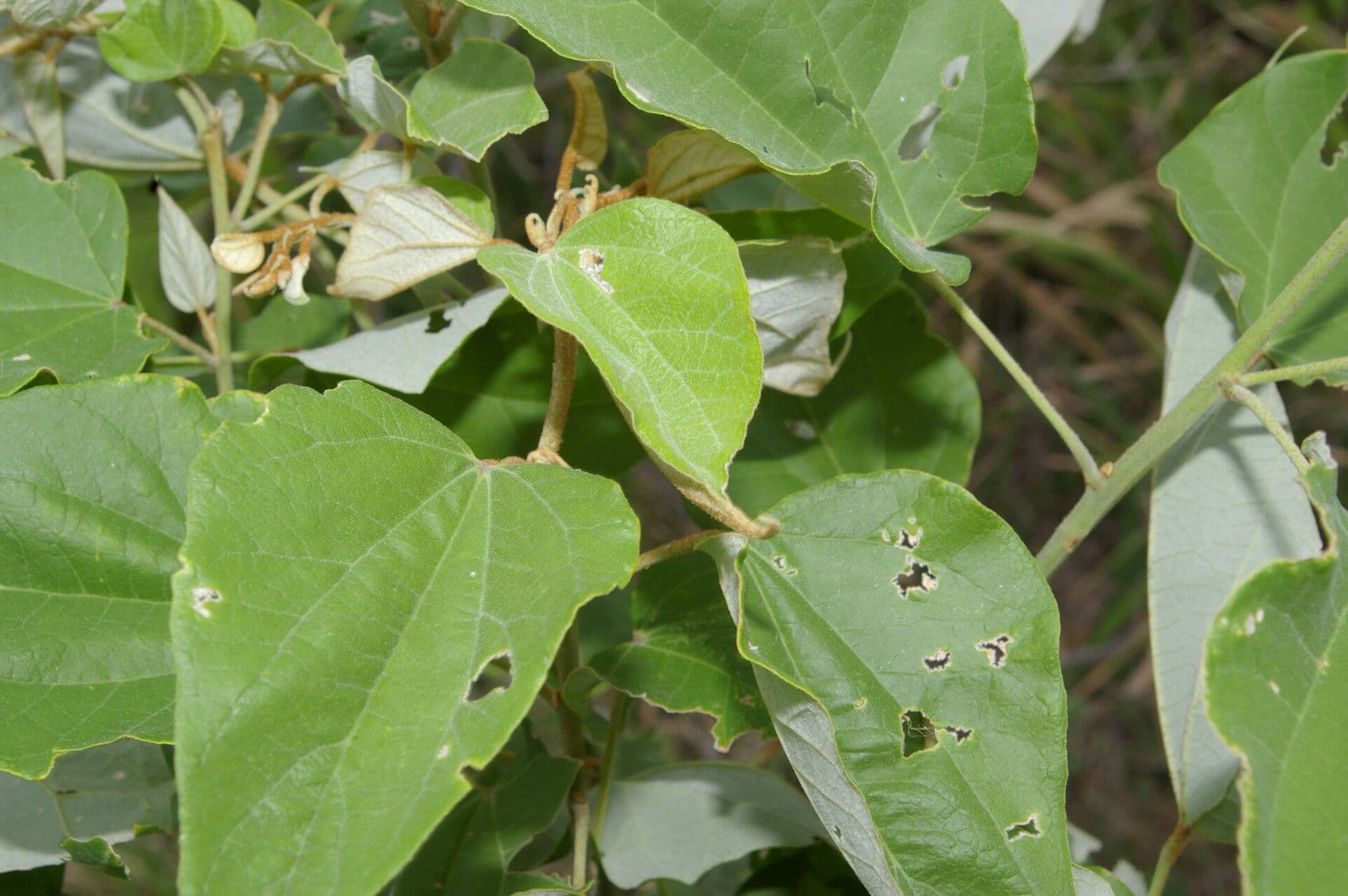 Wissadula