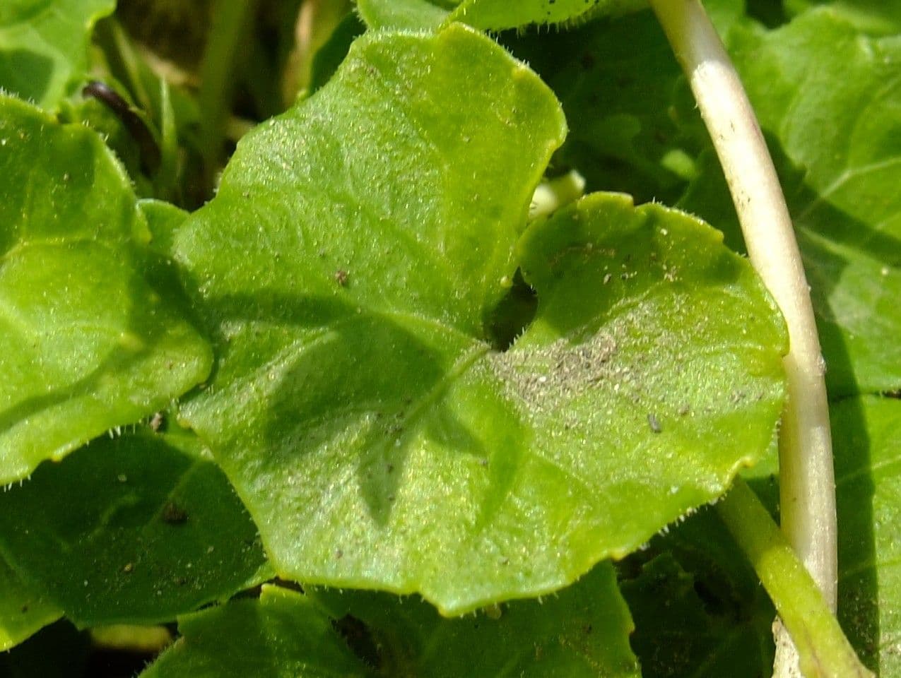 Viola ederacea 14
