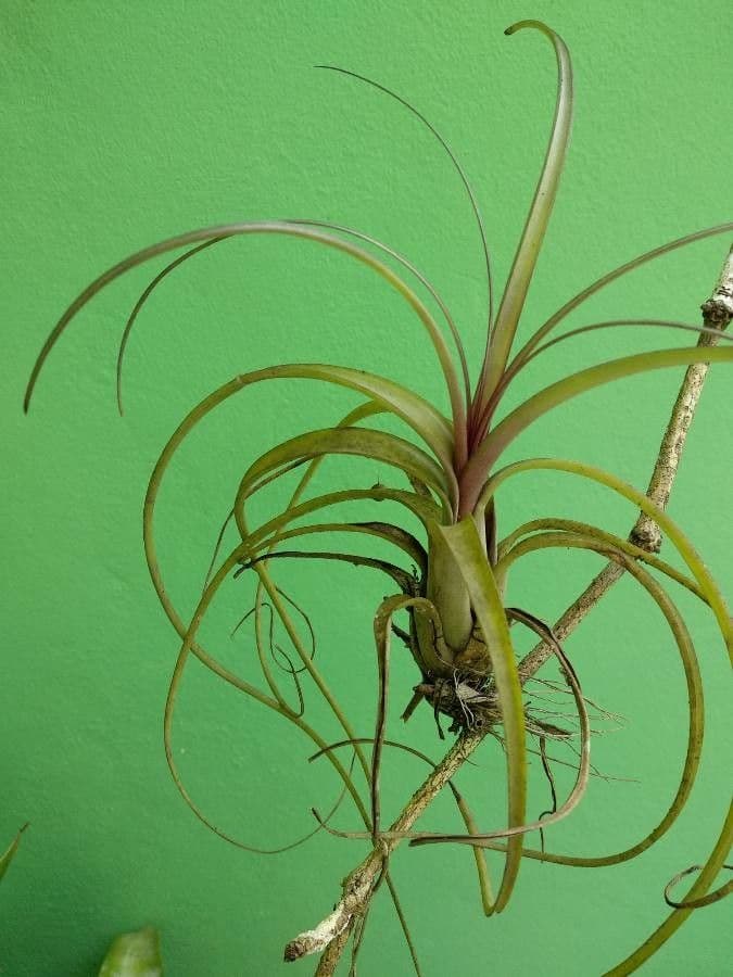 Tillandsia bulbosa 14
